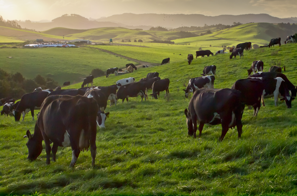 Planning for Winter Crops: An Autumn Grazing Perspective