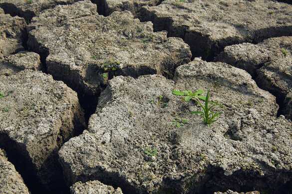 How to manage your mob during a drought