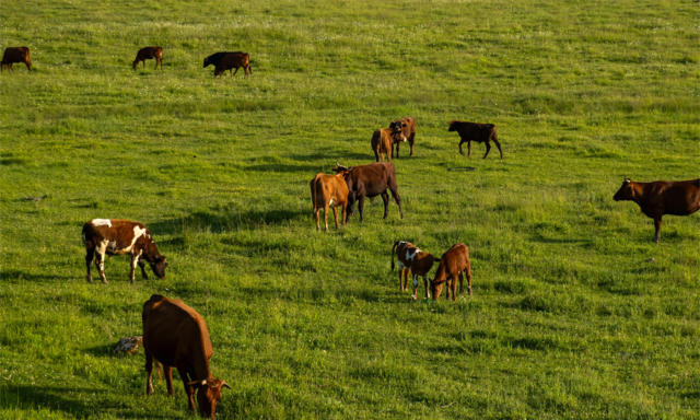 UK Dairy Day 2026: September grazing targets that protect spring feed