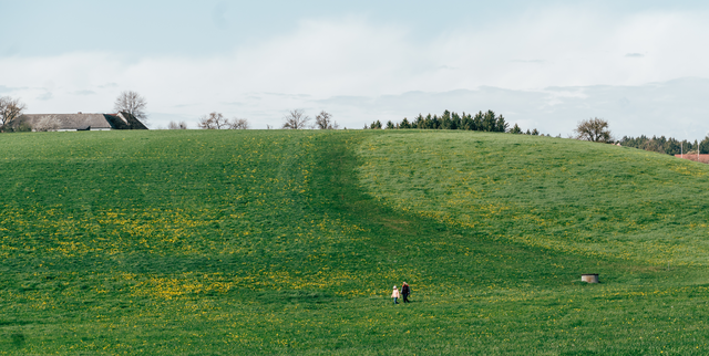 Mastering Rotational Grazing in Ryegrass Pastures