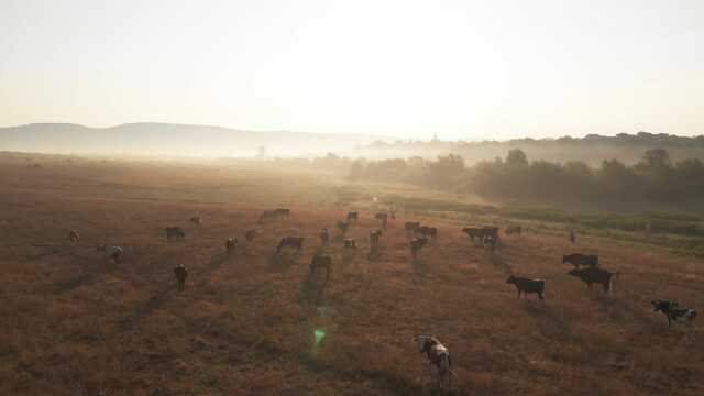 How to manage pasture in dry weather