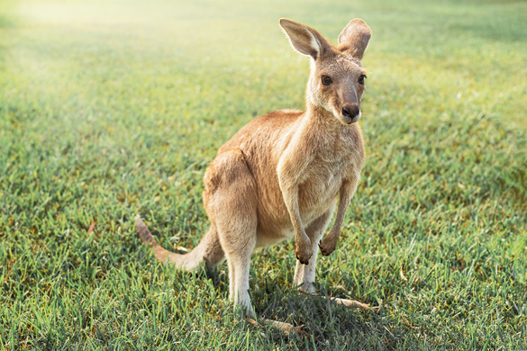 The Rise and Rise of Australian Agriculture