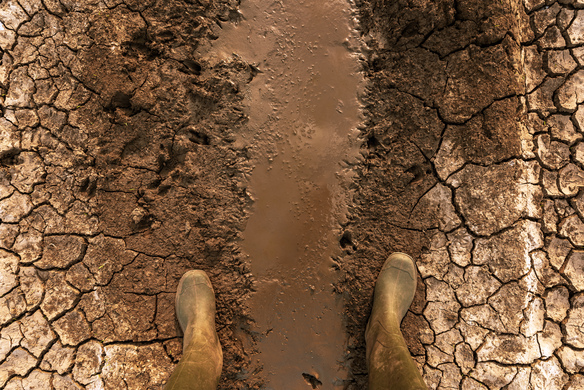 Could Improving Your Soil Reverse Global Warming? We Explain How