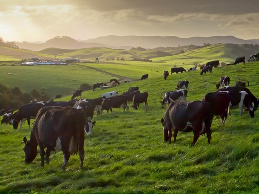 Voisin Style Rational Grazing