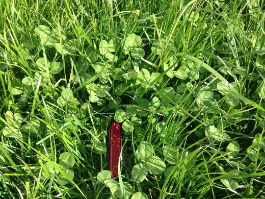 Grass Measuring Devices: The Essential Guide