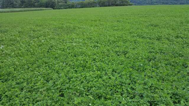Lucerne for Dairy and Beef Farming