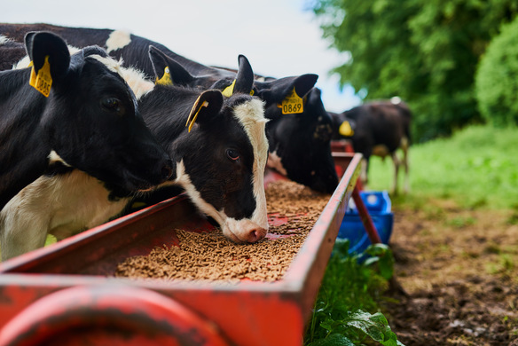 The Role of Enzymes In Ruminant Nutrition