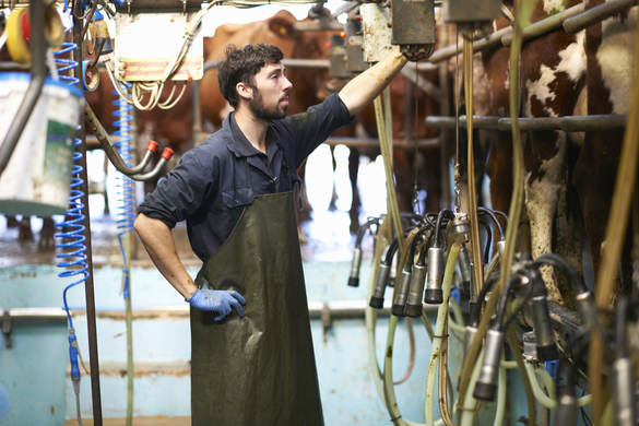 What are The Main Dairy Farming Problems in Australia?