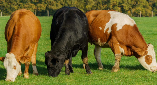  SPACE Rennes 2025: What the global livestock sector is getting serious about, and what graziers can take home