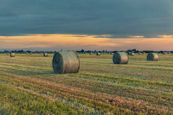 Harvesting Lucerne as silage