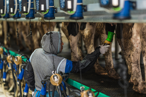 Benefits of AI and Agritech in the Dairy Supply Chain