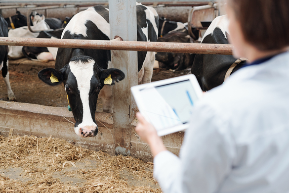How Remote Sensors Benefit Dairy Farms