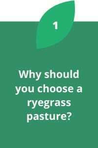 Why should you choose a ryegrass pasture?