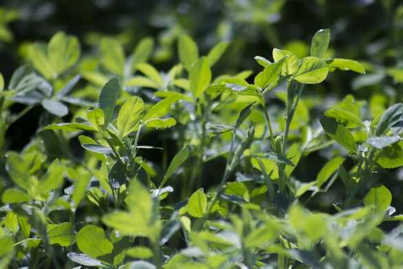 Lucerne as cattle feed