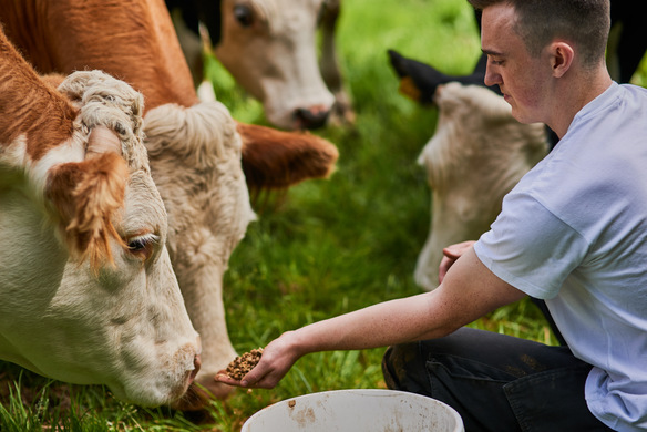 New to Microencapsulation in Ruminant Nutrition? Now’s The Time to Take Action