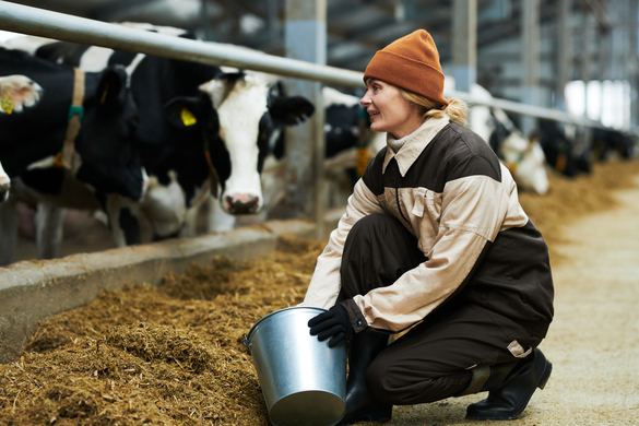 How to Achieve Excellent Rumen Function and Health In Your Cattle
