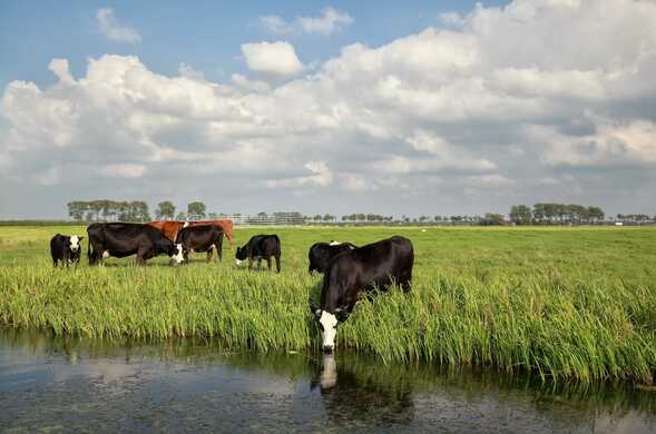 Heat Stress in Cows