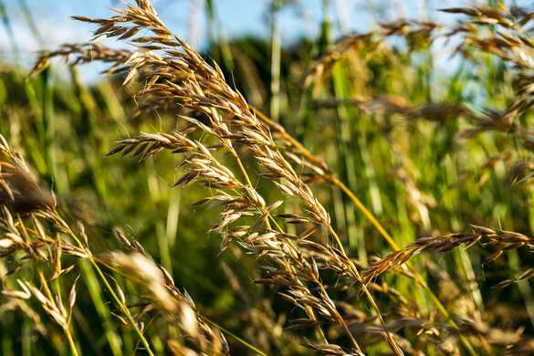 What Do You Know About The Spring Weeds?