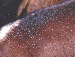 Insect management for your cattle