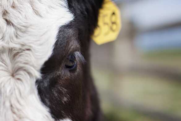 Livestock Monitoring Systems Using Advanced Technology