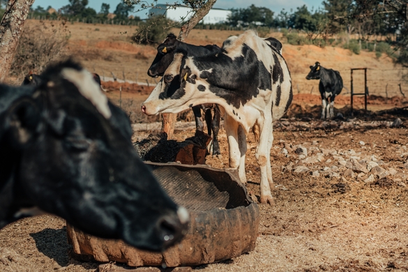 The Dairy Farmer’s Guide to Thriving in Drought with AI and Agritech