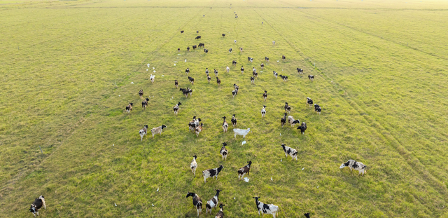 Rotational Grazing 101: Paddock Planning and Practical Tips