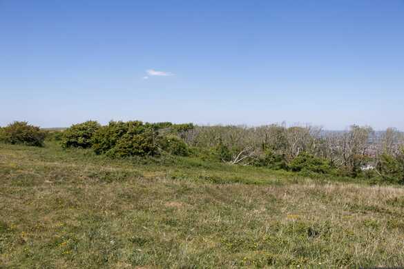 Pasture Dieback