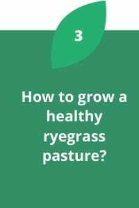 How to grow a healthy ryegrass pasture?