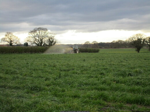 Establishing Perennial Ryegrass Pastures