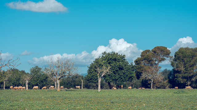 Seasonal Pasture Management: Adjusting Your Grazing Plan Through the Year