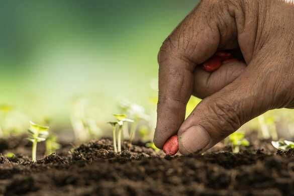 Why You Should Consider Pasture Reseeding For Your Cattle