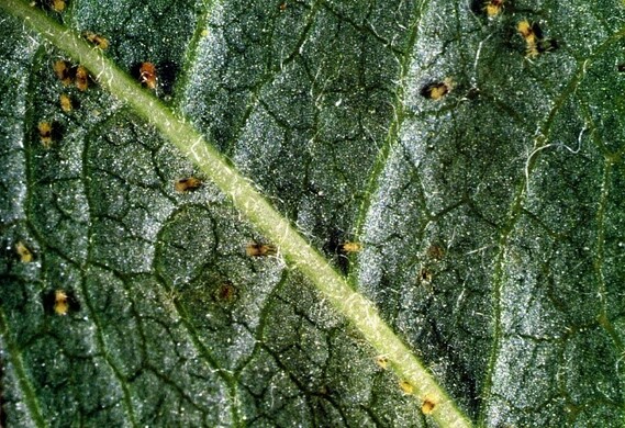 Identifying and Managing Pasture Mites: A Guide to These Invertebrate Pests