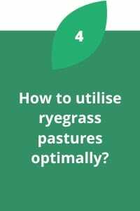 How to utilise ryegrass pastures optimally?