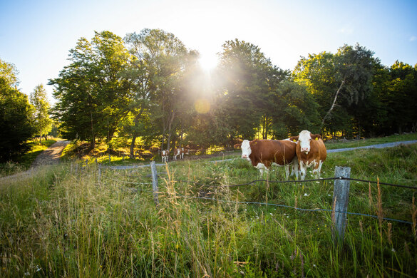 Grazing Strategies to Improve Production