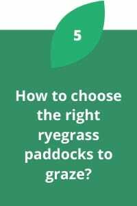How to choose the right ryegrass paddocks to graze?