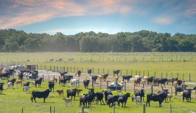 Choosing the Right Pasture Species – and Helping Them Thrive