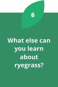 What else can you learn about ryegrass?