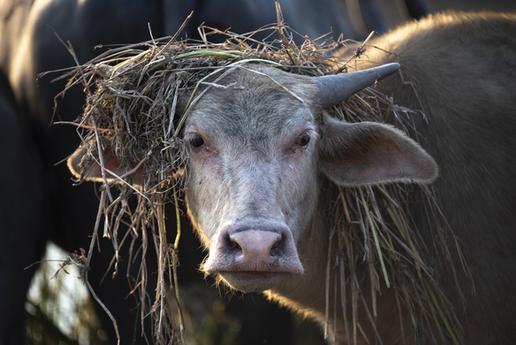 Self-Sufficiency to Greater Quality Control: Why You Should Grow Your Own Forage