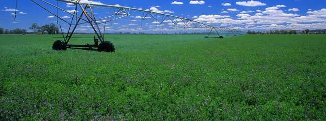 A guide to identifying and managing diseases in your lucerne pasture