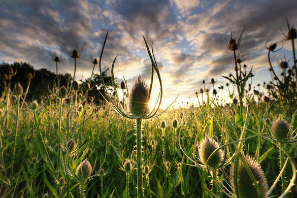 Australia Leads The Way In Turning Invasive Weeds into Viable Economic Crops