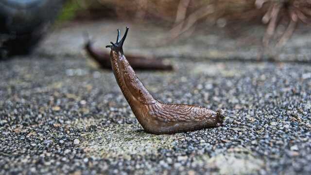 Pests that affect your pastures in Autumn