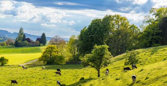 Preventing Over‑Grazing and Pasture Damage