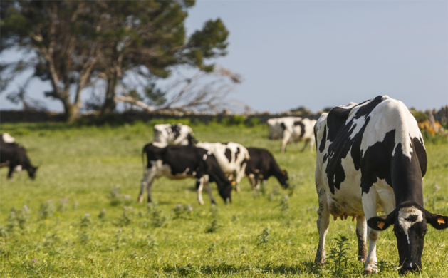 Expo Prado 2025: How Uruguay builds a grass-fed reputation at scale