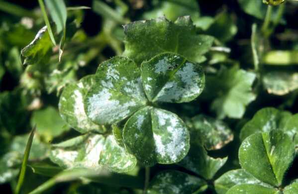 Controlling Redlegged Earth Mites