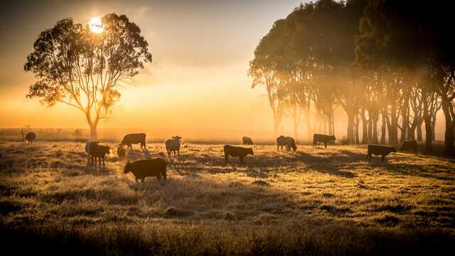 Australia’s Beef Industry Set To Improve in 2023 After Record Drought