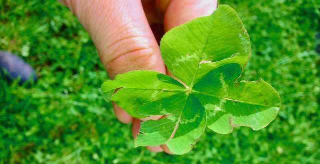 A guide to identifying and managing diseases in your clover pasture