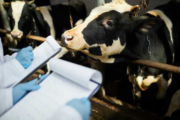 Biosecurity practices for dairy farms