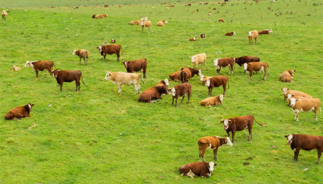 BKB Merino Classic 2025: Wool quality starts in the paddock, not the shed