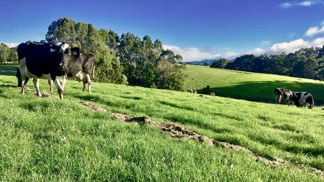 New trends in the Australian dairy industry
