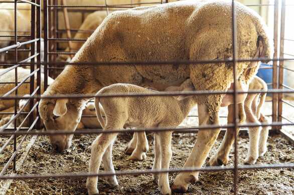 Pregnancy scanning ewes keep reproductive rates high in dry times